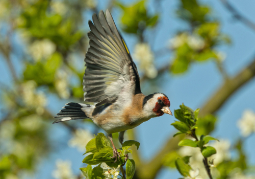 Stehlík obecný  (Carduelis carduelis)  A42I5221ok