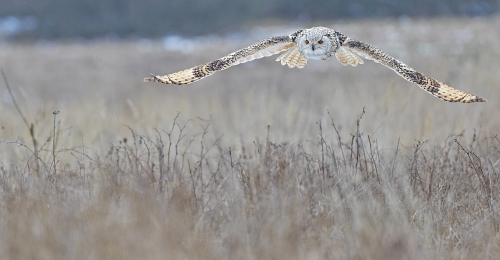 Výr velký západosibiřský  (Bubo bubo sibiricus)  A42I5268ok