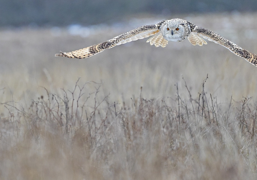 Výr velký západosibiřský  (Bubo bubo sibiricus)  A42I5268ok