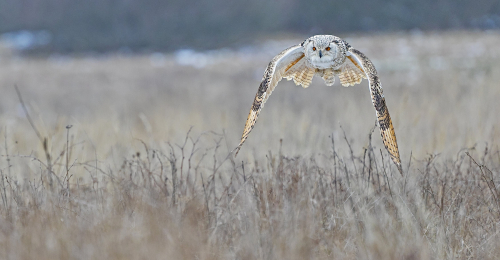 Výr velký západosibiřský  (Bubo bubo sibiricus)  A42I5269ok