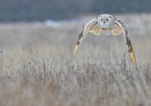 Výr velký západosibiřský  (Bubo bubo sibiricus)  A42I5269ok