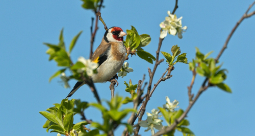 Stehlík obecný  (Carduelis carduelis)  A42I5279ok
