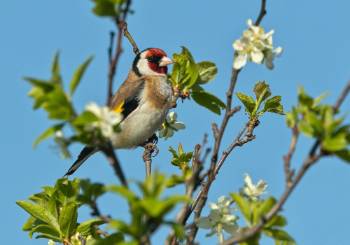 Stehlík obecný  (Carduelis carduelis)  A42I5279ok