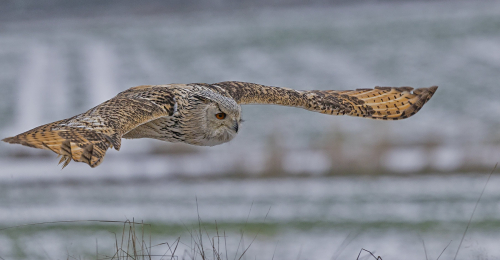 Výr velký západosibiřský  (Bubo bubo sibiricus)  A42I5414ok