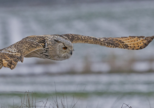 Výr velký západosibiřský  (Bubo bubo sibiricus)  A42I5414ok