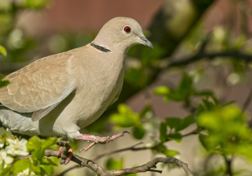 Hrdlička zahradní  (Streptopelia decaocto)  A42I5416ok