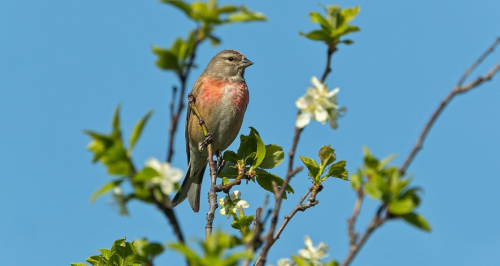 Čečetka zimní  (Carduelis flammea)  A42I5445ok