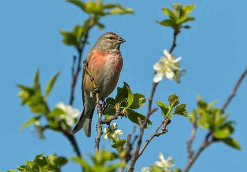 Čečetka zimní  (Carduelis flammea)  A42I5445ok