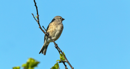 Čečetka zimní  (Carduelis flammea)  A42I5456ok
