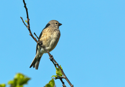 Čečetka zimní  (Carduelis flammea)  A42I5456ok