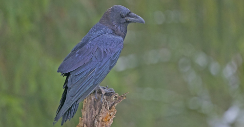 Krkavec velký  (Corvus corax)  A42I5502ok