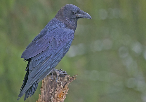 Krkavec velký  (Corvus corax)  A42I5502ok