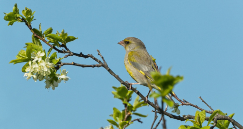Zvonek zelený  (Chloris chloris)  A42I5536ok