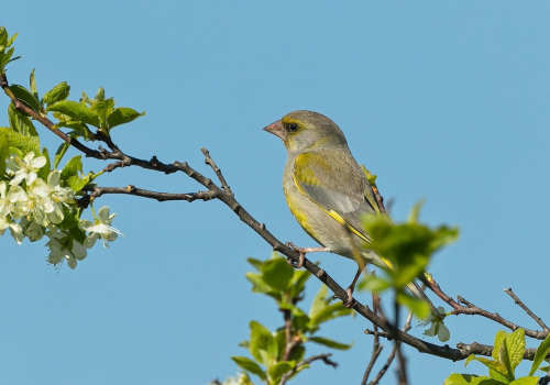 Zvonek zelený  (Chloris chloris)  A42I5536ok