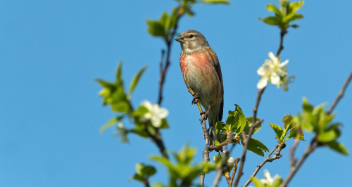 Čečetka zimní  (Carduelis flammea)  A42I5546ok