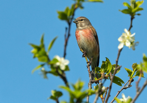 Čečetka zimní  (Carduelis flammea)  A42I5546ok