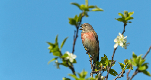 Čečetka zimní  (Carduelis flammea)  A42I5580ok