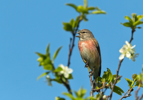 Čečetka zimní  (Carduelis flammea)  A42I5580ok