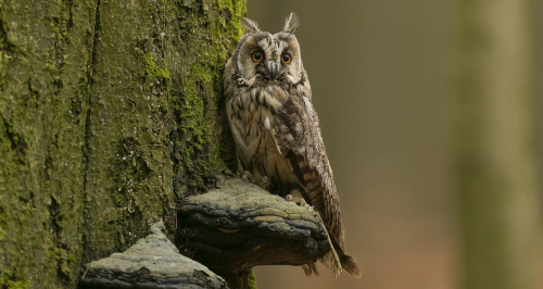 Kalous ušatý  (Asio otus)  A42I5615ok