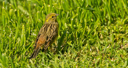 Strnad obecný  (Emberiza citrinella)  A42I5676ok