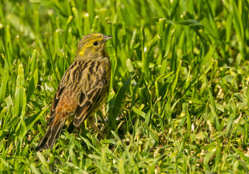 Strnad obecný  (Emberiza citrinella)  A42I5676ok