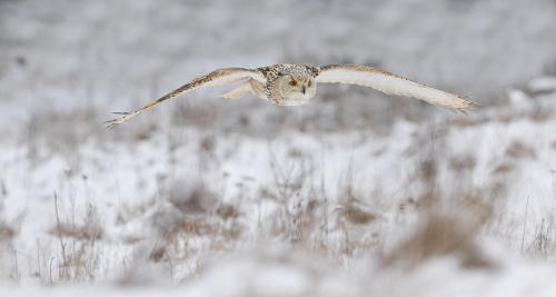 Výr velký západosibiřský  (Bubo bubo sibiricus)  A42I5804ok