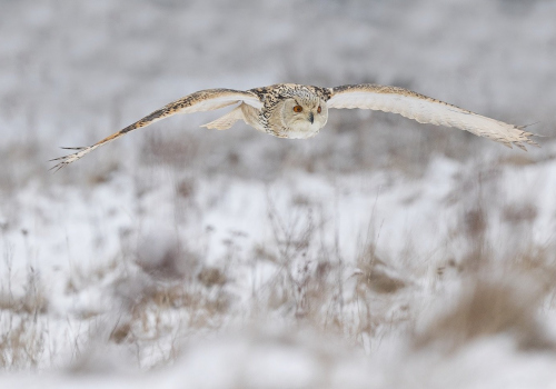 Výr velký západosibiřský  (Bubo bubo sibiricus)  A42I5804ok