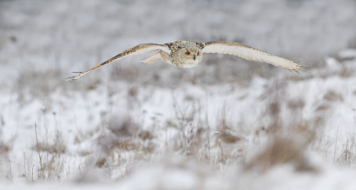 Výr velký západosibiřský  (Bubo bubo sibiricus)  A42I5804ok
