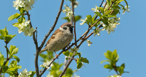 Vrabec polní  (Passer montanus)  A42I5864ok