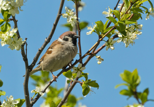 Vrabec polní  (Passer montanus)  A42I5864ok