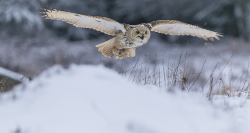 Výr velký západosibiřský  (Bubo bubo sibiricus)  A42I5978ok