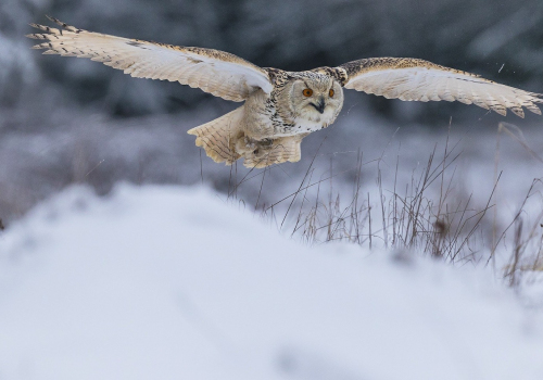 Výr velký západosibiřský  (Bubo bubo sibiricus)  A42I5978ok