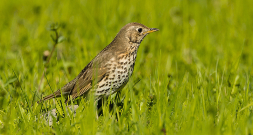 Drozd zpěvný  (Turdus philomelos)  A42I6026ok