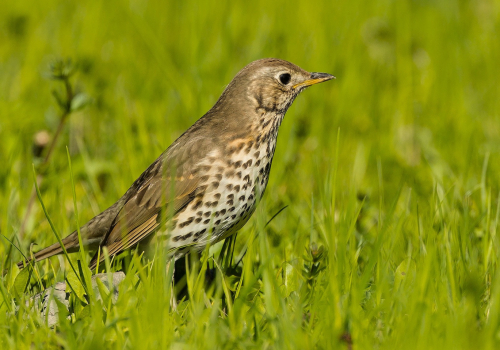 Drozd zpěvný  (Turdus philomelos)  A42I6026ok