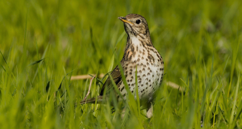 Drozd zpěvný  (Turdus philomelos)  A42I6036ok