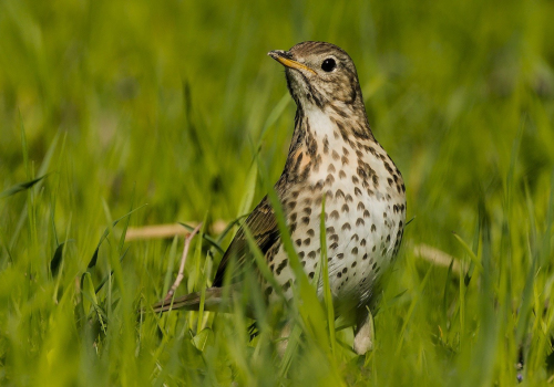 Drozd zpěvný  (Turdus philomelos)  A42I6036ok