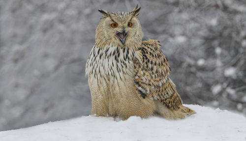 Výr velký západosibiřský  (Bubo bubo sibiricus)  A42I6050ok