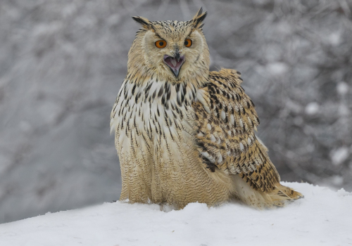 Výr velký západosibiřský  (Bubo bubo sibiricus)  A42I6050ok
