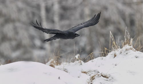 Krkavec velký  (Corvus corax)  A42I6072ok