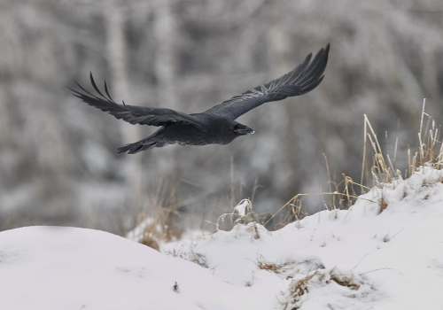 Krkavec velký  (Corvus corax)  A42I6072ok