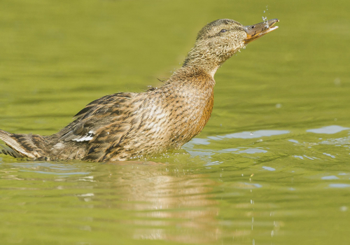 Kachna divoká  (Anas platyrhynchos)  A42I6096ok