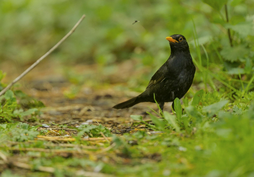 Kos černý  (Turdus merula)  A42I6202ok