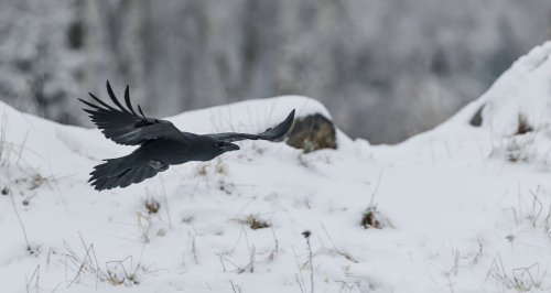 Krkavec velký  Corvus corax)  A42I6209ok