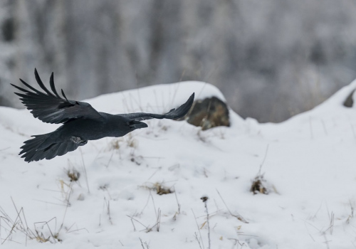 Krkavec velký  Corvus corax)  A42I6209ok
