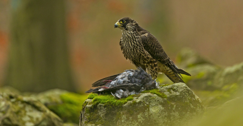 Raroh lovecký  (Falco rusticolus)  A42I6223ok