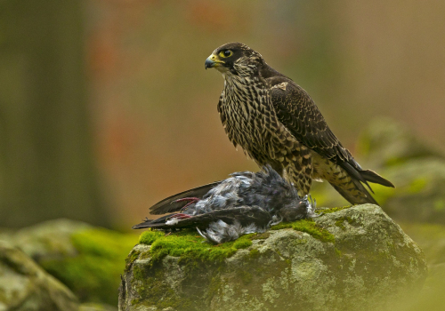 Raroh lovecký  (Falco rusticolus)  A42I6223ok