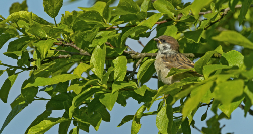Vrabec polní  (Passer montanus)  A42I6309ok