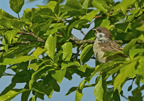 Vrabec polní  (Passer montanus)  A42I6309ok