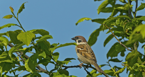 Vrabec polní  (Passer montanus)  A42I6369ok
