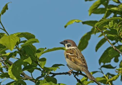 Vrabec polní  (Passer montanus)  A42I6369ok